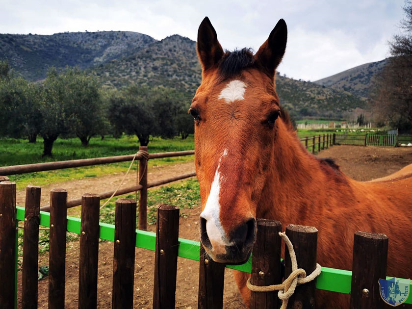 Un simpatico cavallo della fattoria delle Ghiandaie