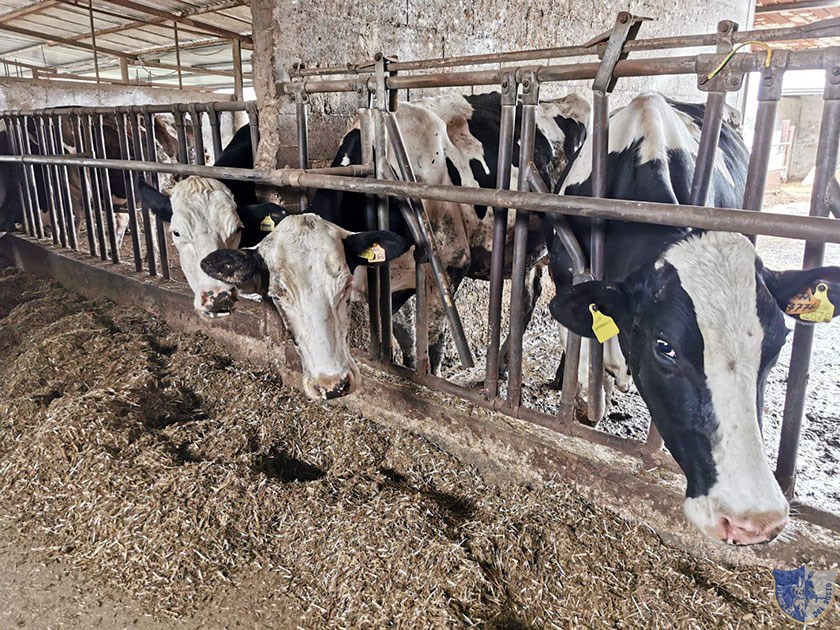 Agriturismo Le Tre Pigne Ruviano Le mucche del loro allevamento