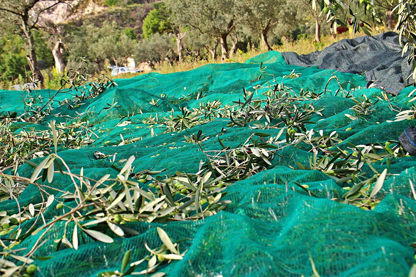 Raccolta delle olive