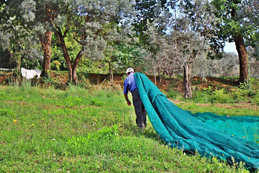 Fasi della raccolta delle olive