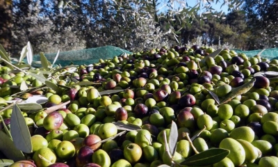 La raccolta delle olive